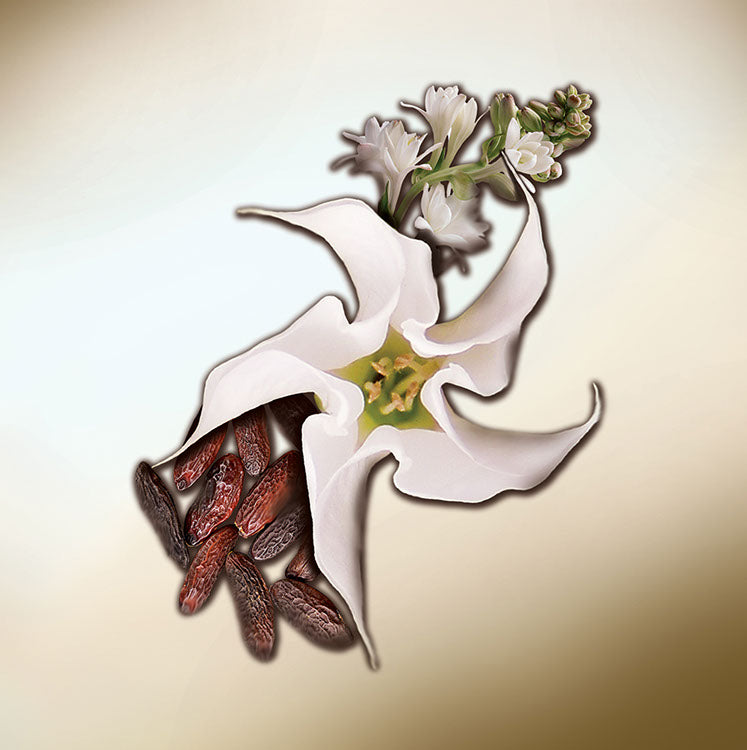 DATURA BLANCHE
