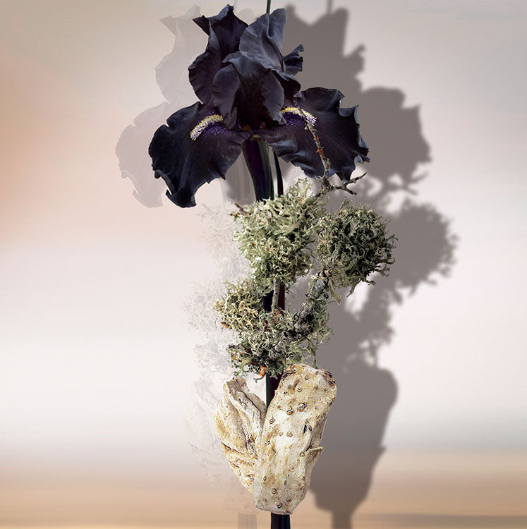 IRIS D'ARGENT