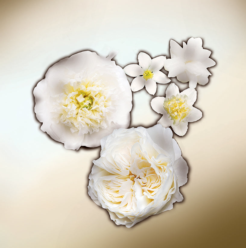 WHITE PETALS
