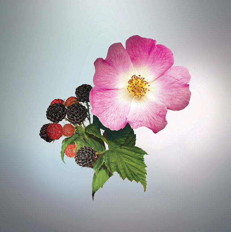 WILD BERRIES